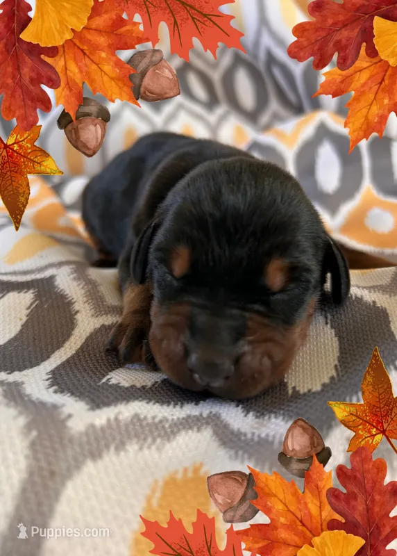 Girl 2  – Doberman Pinscher puppy on hold in Neshkoro, WI