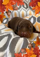 Boy 2 , a male Doberman Pinscher for sale in Neshkoro, WI – 1 of 1