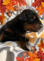Boy 5 , a male Doberman Pinscher for sale in Neshkoro, WI – 1 of 1