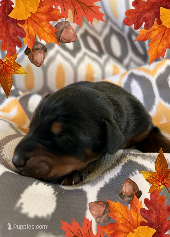 Girl 1  – Doberman Pinscher puppy on hold in Neshkoro, WI