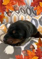 Girl 1 , a female Doberman Pinscher for sale in Neshkoro, WI – 1 of 1