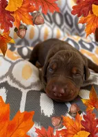 Boy 1 , a male Doberman Pinscher for sale in Neshkoro, WI – 1 of 1