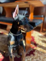 Zelda’s Litter , a  Doberman Pinscher for sale in Neshkoro, WI – 1 of 6