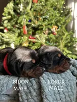 Zelda’s Litter , a  Doberman Pinscher for sale in Neshkoro, WI – 2 of 6