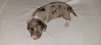Sampson, a male Miniature Dachshund for sale in Ringgold, GA – 2 of 5