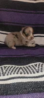 Surprise, a female Pembroke Welsh Corgi for sale in Ringgold, GA – 6 of 6