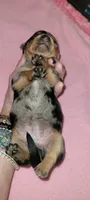 Myrtle, a female Miniature Dachshund for sale in Ringgold, GA – 5 of 5