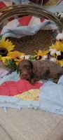 Hooper, a male Miniature Dachshund for sale in Ringgold, GA – 1 of 6