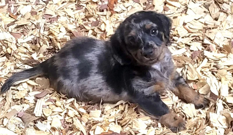 Quint – Miniature Dachshund puppy for sale in Ringgold, GA