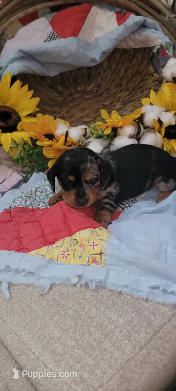 Ellen – Miniature Dachshund puppy for sale in Ringgold, GA