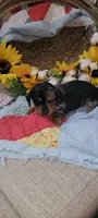 Ellen, a female Miniature Dachshund for sale in Ringgold, GA – 6 of 7