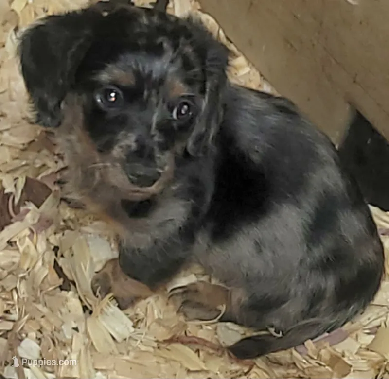 Quint – Miniature Dachshund puppy for sale in Ringgold, GA