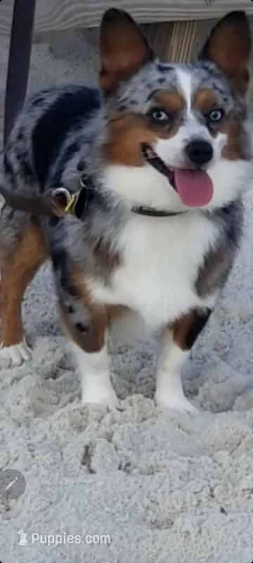 Daisy – Pembroke Welsh Corgi puppy for sale in Ringgold, GA