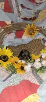 Quint, a male Miniature Dachshund for sale in Ringgold, GA – 2 of 8