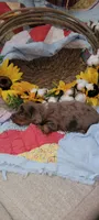 Hooper, a male Miniature Dachshund for sale in Ringgold, GA – 4 of 6