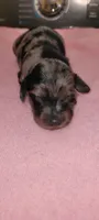 Delilah , a female Miniature Dachshund for sale in Ringgold, GA – 3 of 5