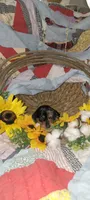 Ellen, a female Miniature Dachshund for sale in Ringgold, GA – 5 of 7