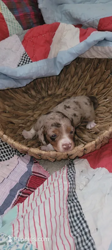 Brody – Miniature Dachshund puppy for sale in Ringgold, GA
