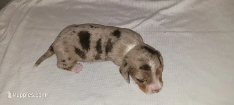 Sampson – Miniature Dachshund puppy for sale in Ringgold, GA