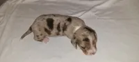Sampson, a male Miniature Dachshund for sale in Ringgold, GA – 4 of 5