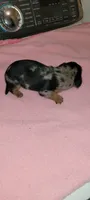 Myrtle, a female Miniature Dachshund for sale in Ringgold, GA – 4 of 5