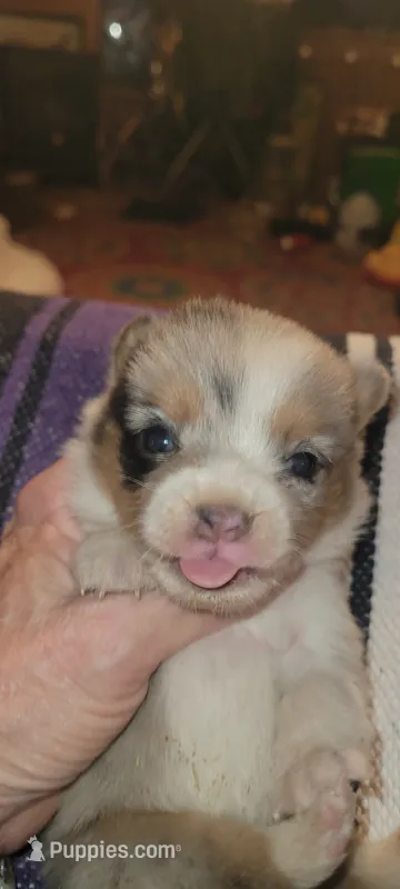 Surprise – Pembroke Welsh Corgi puppy for sale in Ringgold, GA