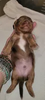 Rocky Road, a male Miniature Dachshund for sale in Ringgold, GA – 5 of 5