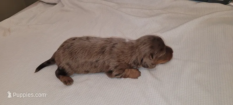 Rocky Road – Miniature Dachshund puppy for sale in Ringgold, GA