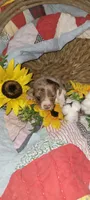 Brody, a male Miniature Dachshund for sale in Ringgold, GA – 9 of 10