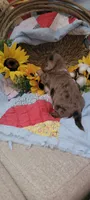 Hooper, a male Miniature Dachshund for sale in Ringgold, GA – 2 of 6