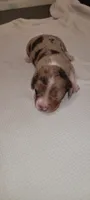 Sampson, a male Miniature Dachshund for sale in Ringgold, GA – 1 of 5
