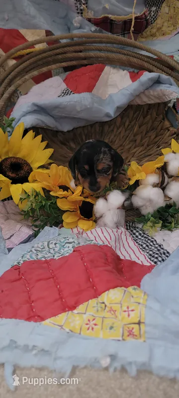 Ellen – Miniature Dachshund puppy for sale in Ringgold, GA
