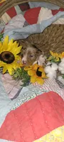 Brody, a male Miniature Dachshund for sale in Ringgold, GA – 7 of 10
