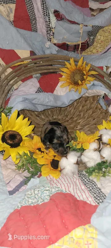 Delilah  – Miniature Dachshund puppy for sale in Ringgold, GA