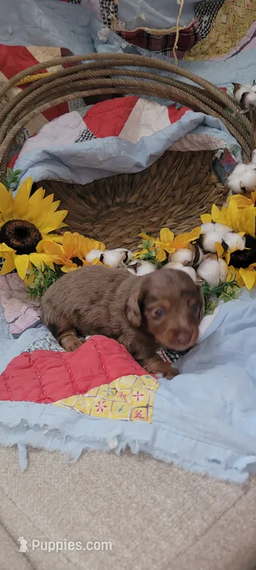 Rocky Road – Miniature Dachshund puppy for sale in Ringgold, GA