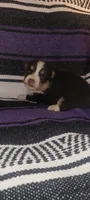 Daisy, a female Pembroke Welsh Corgi for sale in Ringgold, GA – 9 of 10