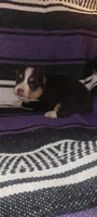 Daisy, a female Pembroke Welsh Corgi for sale in Ringgold, GA – 4 of 10