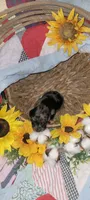 Quint, a male Miniature Dachshund for sale in Ringgold, GA – 4 of 8
