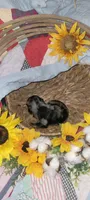Quint, a male Miniature Dachshund for sale in Ringgold, GA – 5 of 8