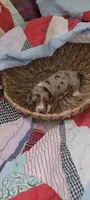 Brody, a male Miniature Dachshund for sale in Ringgold, GA – 6 of 10