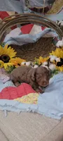 Hooper, a male Miniature Dachshund for sale in Ringgold, GA – 3 of 6