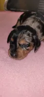Myrtle, a female Miniature Dachshund for sale in Ringgold, GA – 1 of 5