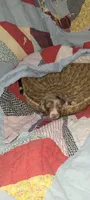 Brody, a male Miniature Dachshund for sale in Ringgold, GA – 3 of 10