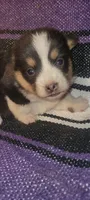 Daisy, a female Pembroke Welsh Corgi for sale in Ringgold, GA – 10 of 10