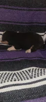 Daisy, a female Pembroke Welsh Corgi for sale in Ringgold, GA – 7 of 10