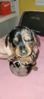 Myrtle, a female Miniature Dachshund for sale in Ringgold, GA – 2 of 5