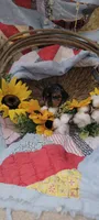 Ellen, a female Miniature Dachshund for sale in Ringgold, GA – 2 of 7