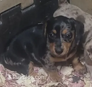 Ellen – Miniature Dachshund puppy for sale in Ringgold, GA
