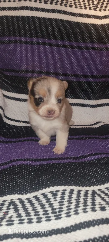 Surprise – Pembroke Welsh Corgi puppy for sale in Ringgold, GA