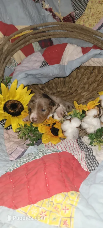 Sampson – Miniature Dachshund puppy for sale in Ringgold, GA